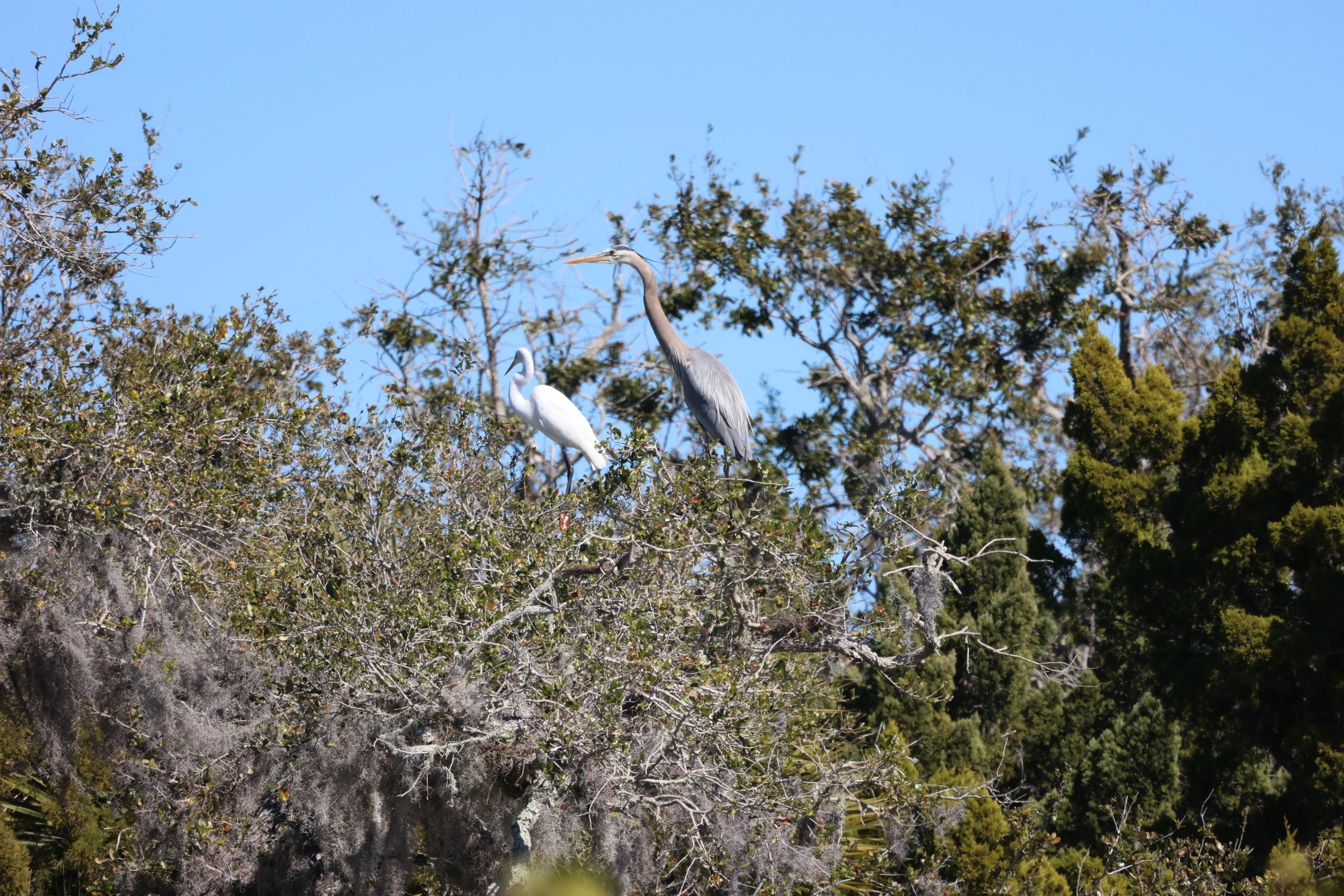 Two Silent Hunters Above the Wetlands