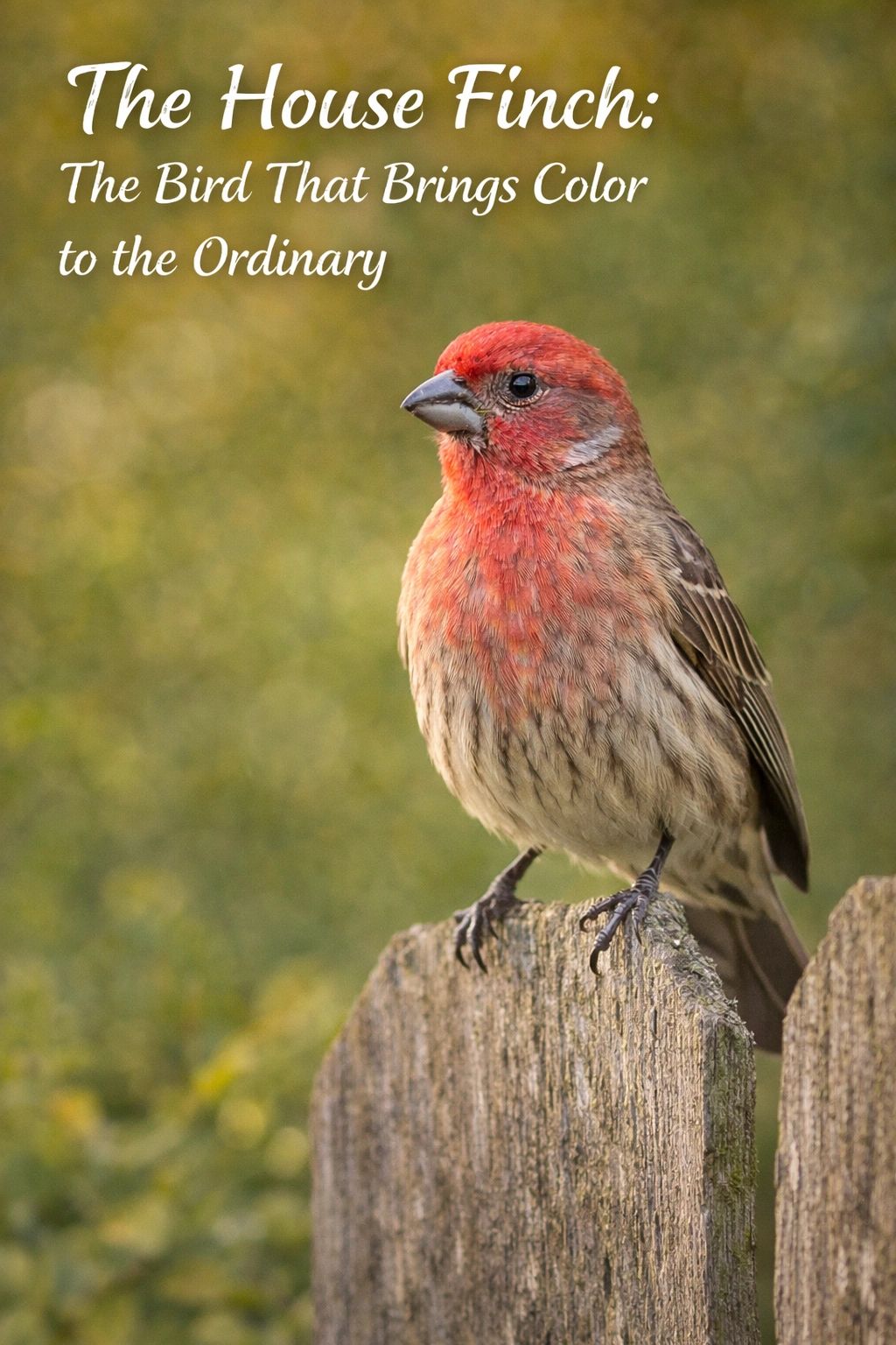 A Bird That Lives Alongside You