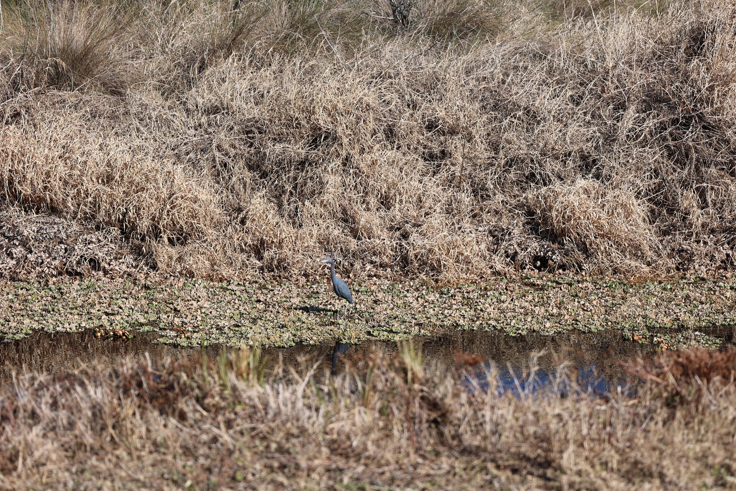 Wading birds and saving the ecosystem